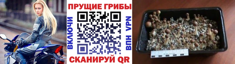 как найти наркотики  Сатка  Галлюциногенные грибы мухоморы 