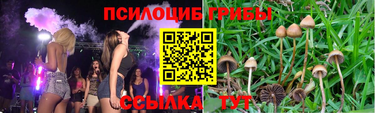 Псилоцибиновые грибы Cubensis Сатка